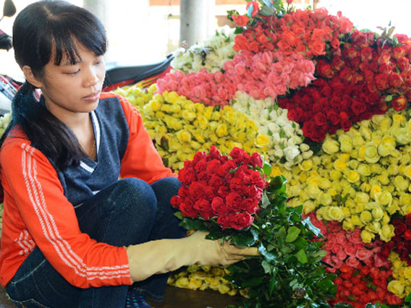 Giá hoa Đà Lạt tăng mạnh trước lễ 20/11