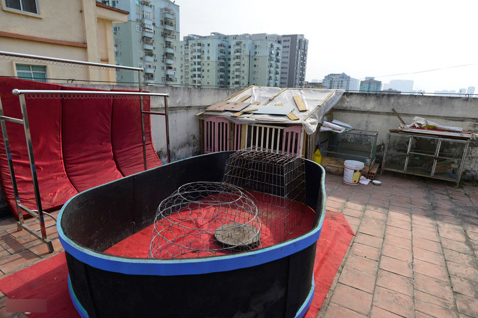 Cảnh nuôi gà, trồng rau trong chung cư ở Hà Nội