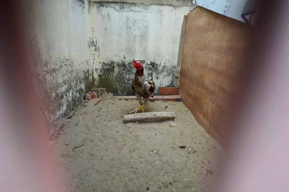 Cảnh nuôi gà, trồng rau trong chung cư ở Hà Nội