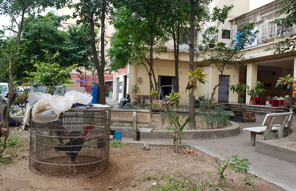 Cảnh nuôi gà, trồng rau trong chung cư ở Hà Nội