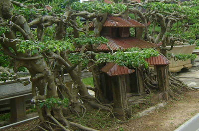 Kiệt tác sanh Phố cổ Hà Nội giá tỷ đồng chưa bán đẹp cỡ nào?