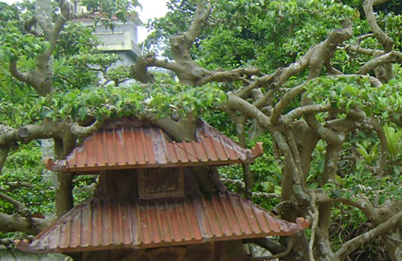 Kiệt tác sanh Phố cổ Hà Nội giá tỷ đồng chưa bán đẹp cỡ nào?