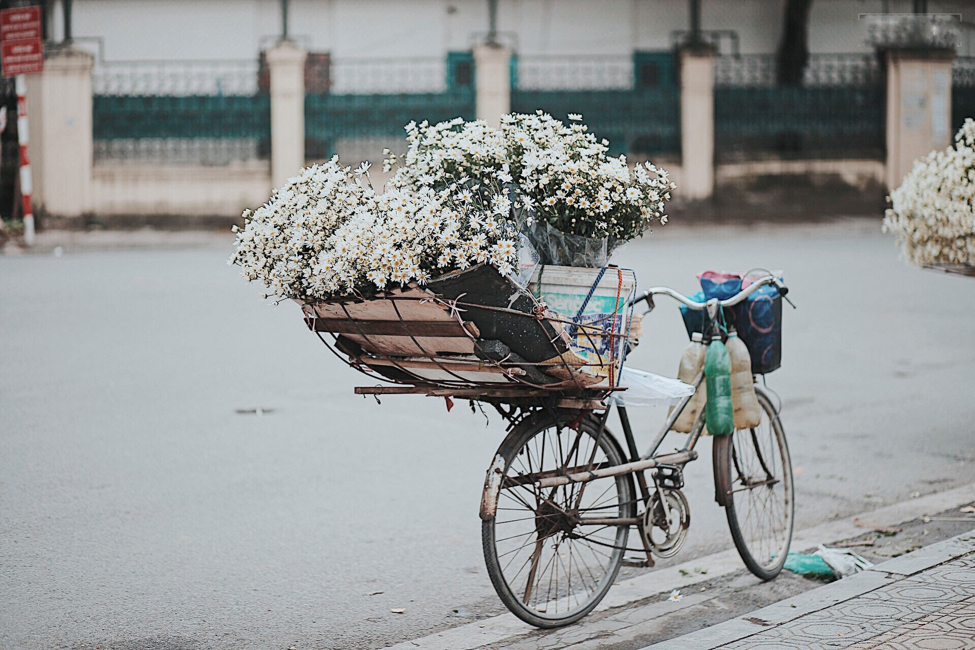 Đông về Hà Nội có mong gì đâu, chỉ chờ một mùa cúc họa mi trên phố Đông về Hà Nội có mong gì đâu, chỉ chờ một mùa cúc họa mi trên phố