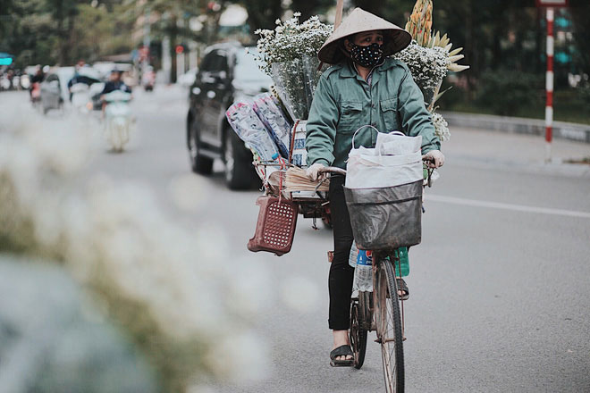 Đông về Hà Nội có mong gì đâu, chỉ chờ một mùa cúc họa mi trên phố Đông về Hà Nội có mong gì đâu, chỉ chờ một mùa cúc họa mi trên phố