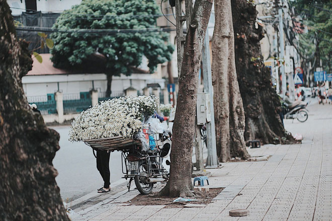 Đông về Hà Nội có mong gì đâu, chỉ chờ một mùa cúc họa mi trên phố Đông về Hà Nội có mong gì đâu, chỉ chờ một mùa cúc họa mi trên phố