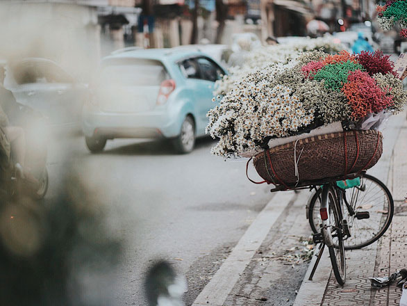 Đông về Hà Nội có mong gì đâu, chỉ chờ một mùa cúc họa mi trên phố Đông về Hà Nội có mong gì đâu, chỉ chờ một mùa cúc họa mi trên phố