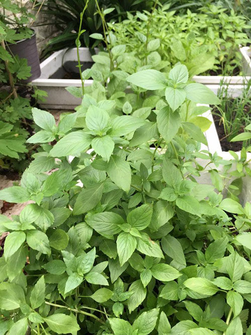 Khu vườn tuyệt đẹp toàn rau xanh trong biệt thự triệu đô của Thủy Tiên - Công Vinh Khu vườn tuyệt đẹp toàn rau xanh trong biệt thự triệu đô của Thủy Tiên - Công Vinh