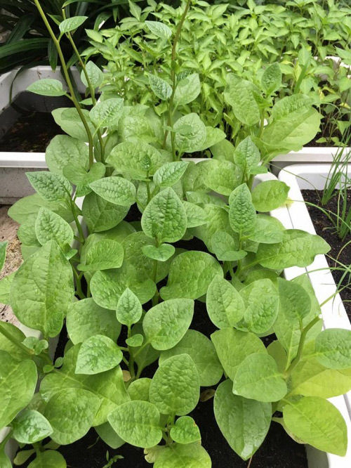 Khu vườn tuyệt đẹp toàn rau xanh trong biệt thự triệu đô của Thủy Tiên - Công Vinh