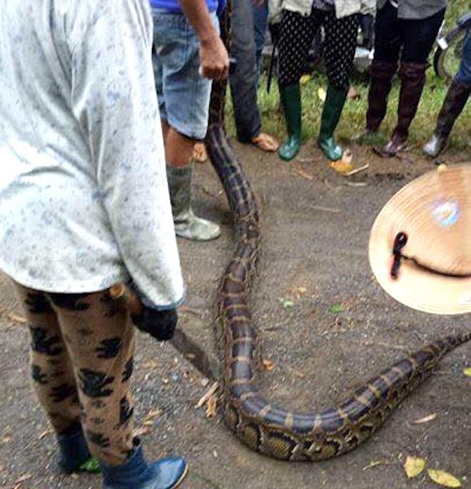 Dân vây bắt 2 con trăn khủng, dài hơn 5m cuộn tròn trong ruộng mía