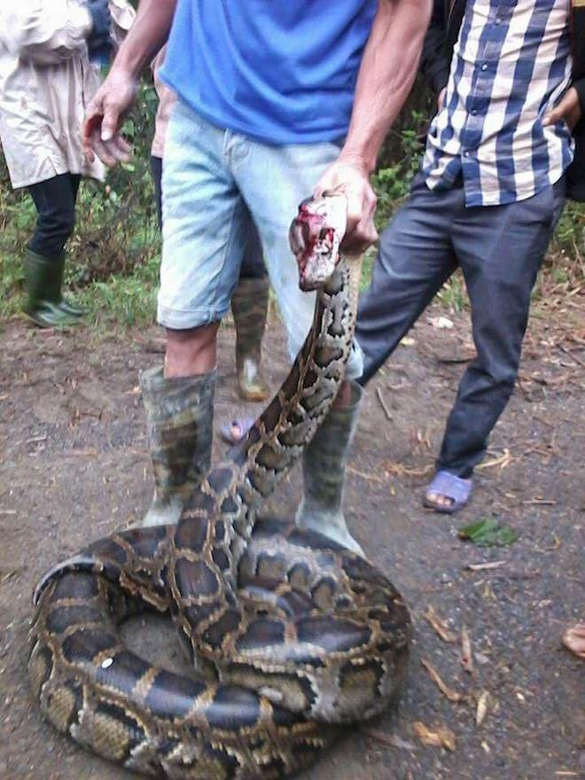 Dân vây bắt 2 con trăn khủng, dài hơn 5m cuộn tròn trong ruộng mía