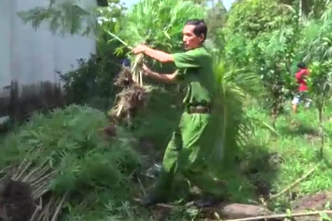 Phát hiện khu vườn trồng 139 cây cần sa