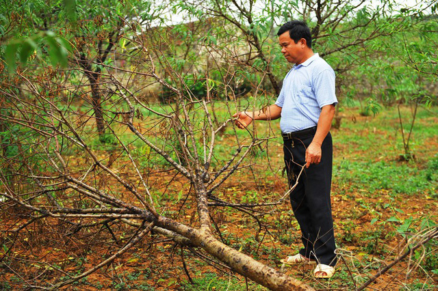 Ninh Bình: Hơn 4.000 cây đào phai chết như ngả rạ, nông dân khóc ròng