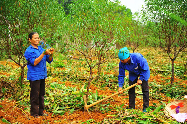 Ninh Bình: Hơn 4.000 cây đào phai chết như ngả rạ, nông dân khóc ròng