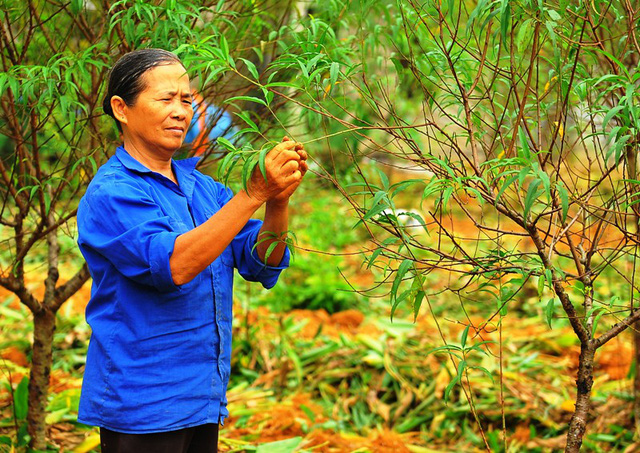 Ninh Bình: Hơn 4.000 cây đào phai chết như ngả rạ, nông dân khóc ròng