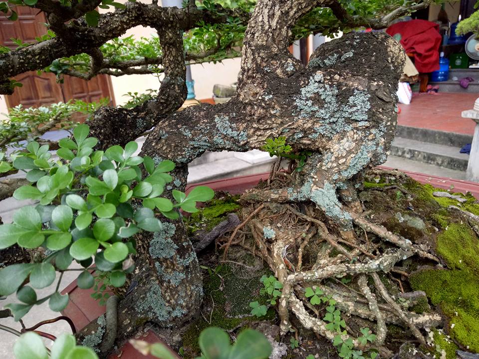 Săn cây cần thăng đồn giúp thăng quan tiến chức, giá nghìn đô? Săn cây cần thăng đồn giúp thăng quan tiến chức, giá nghìn đô?