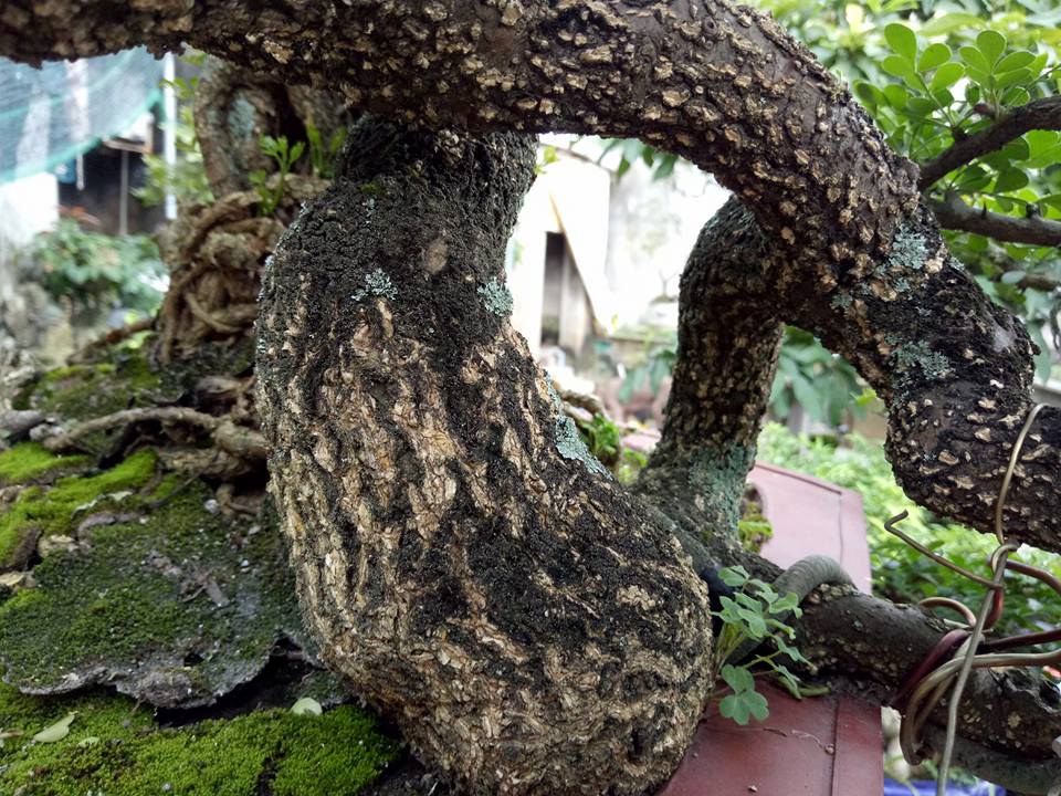 Săn cây cần thăng đồn giúp thăng quan tiến chức, giá nghìn đô?