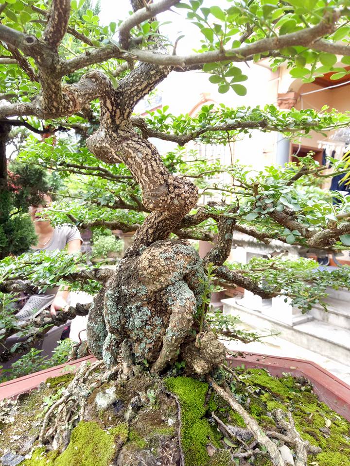 Săn cây cần thăng đồn giúp thăng quan tiến chức, giá nghìn đô?