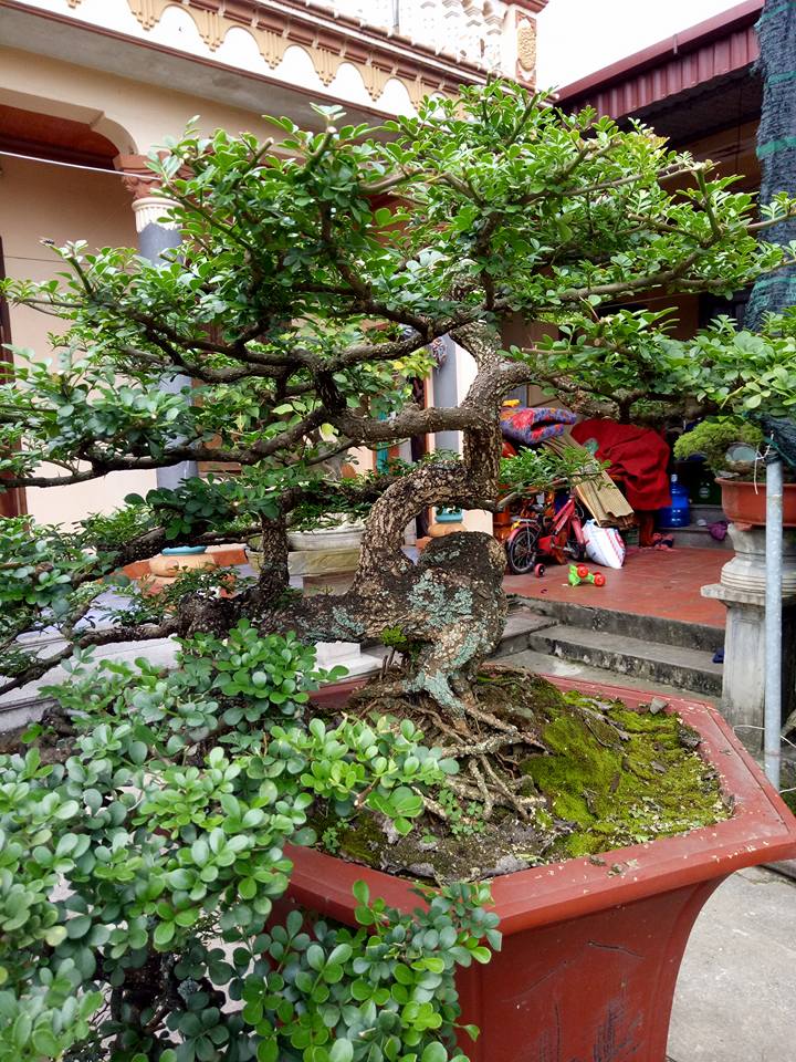 Săn cây cần thăng đồn giúp thăng quan tiến chức, giá nghìn đô? Săn cây cần thăng đồn giúp thăng quan tiến chức, giá nghìn đô?