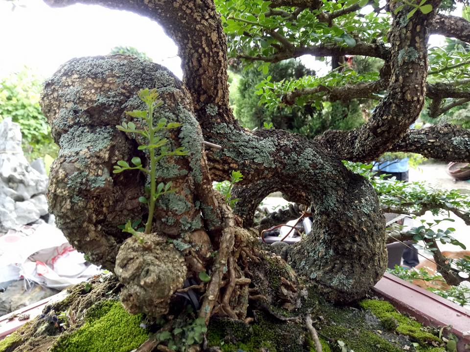 Săn cây cần thăng đồn giúp thăng quan tiến chức, giá nghìn đô?