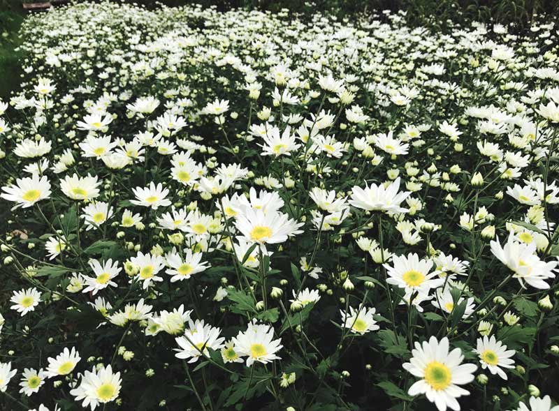 Mùa cúc họa mi: Chị em phát cuồng, dân Nhật Tân cười thầm