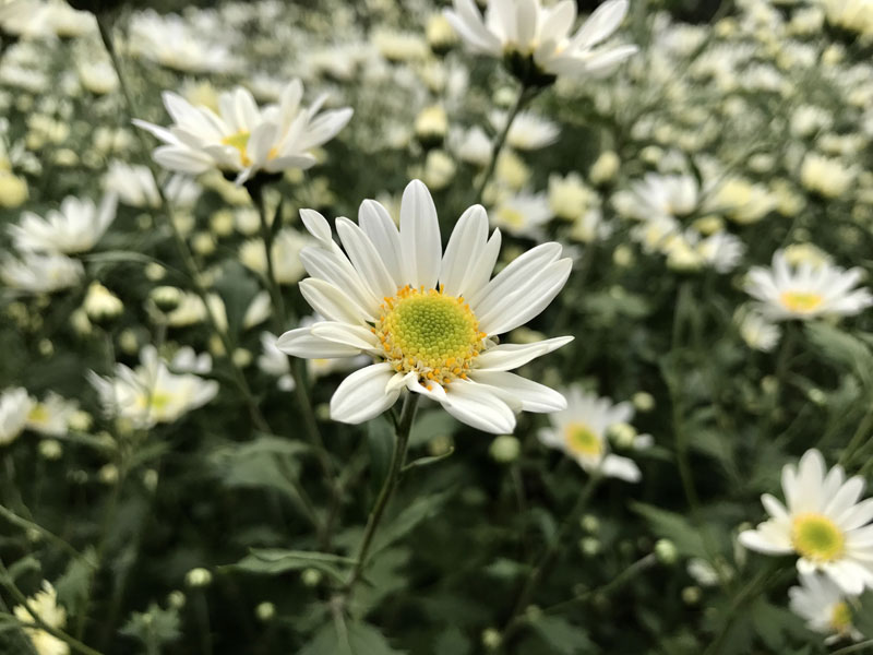 Mùa cúc họa mi: Chị em phát cuồng, dân Nhật Tân cười thầm