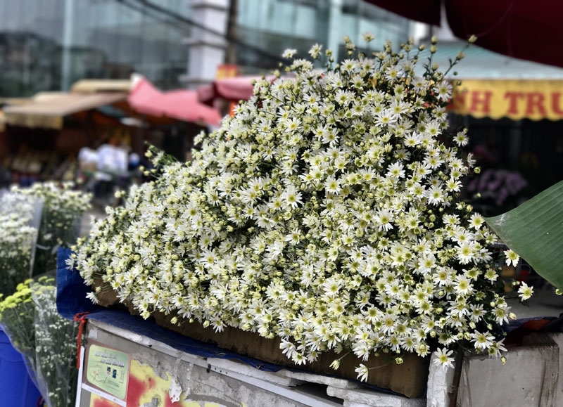 Mùa cúc họa mi: Chị em phát cuồng, dân Nhật Tân cười thầm