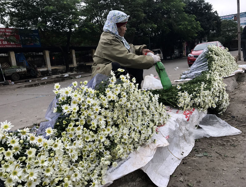 Mùa cúc họa mi: Chị em phát cuồng, dân Nhật Tân cười thầm