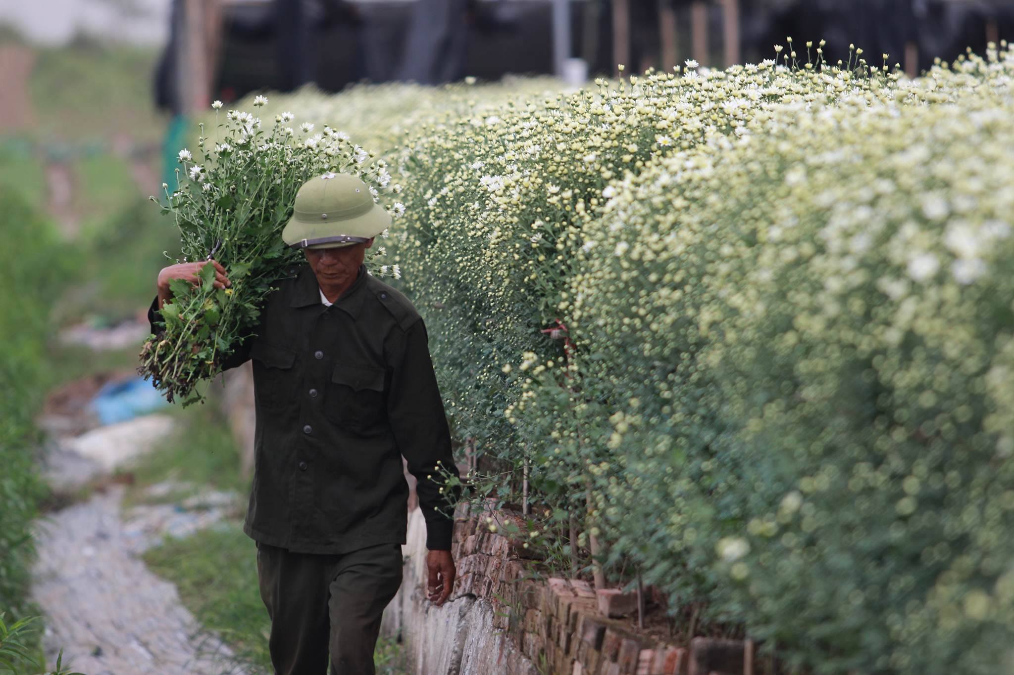 Mùa cúc họa mi: Chị em phát cuồng, dân Nhật Tân cười thầm