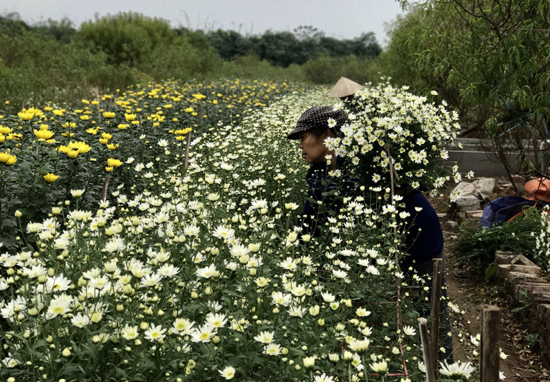 Mùa cúc họa mi: Chị em phát cuồng, dân Nhật Tân cười thầm