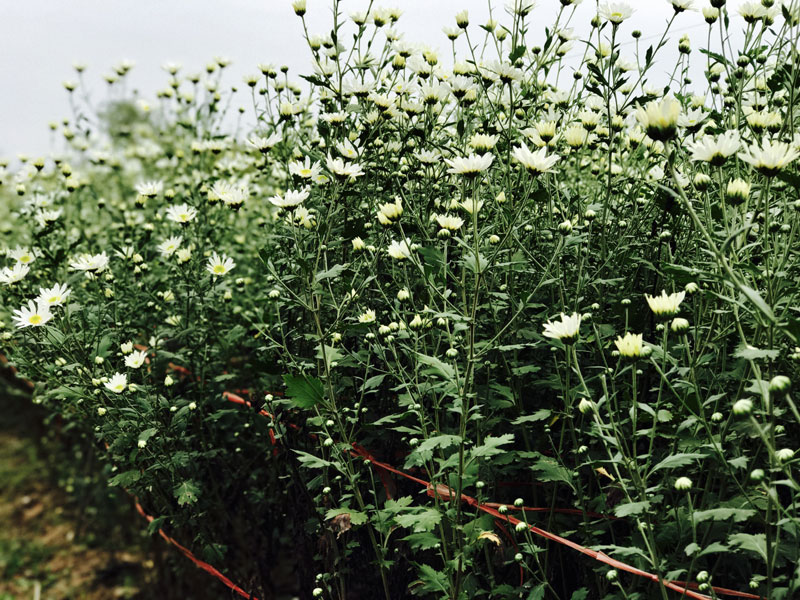 Mùa cúc họa mi: Chị em phát cuồng, dân Nhật Tân cười thầm