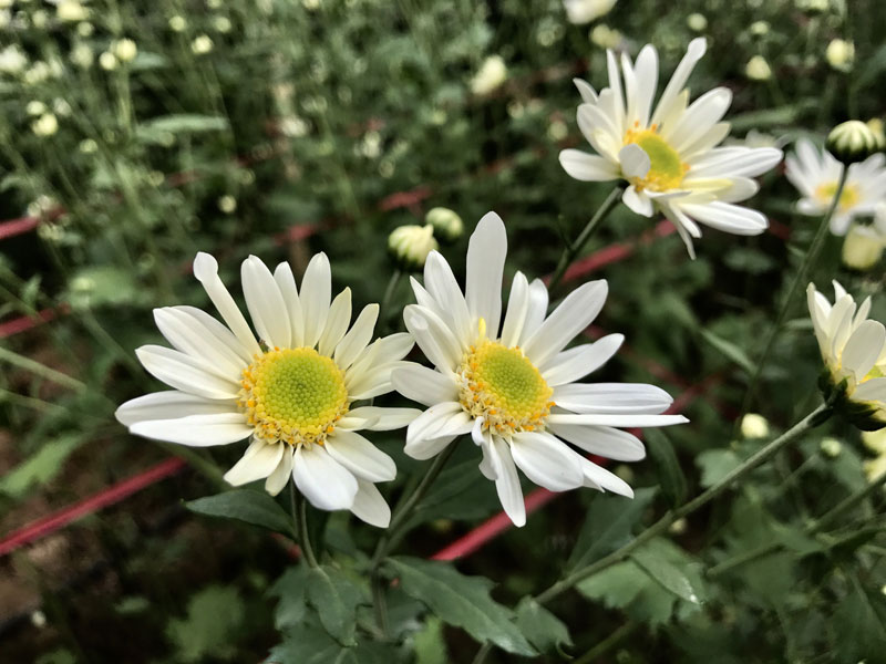 Mùa cúc họa mi: Chị em phát cuồng, dân Nhật Tân cười thầm