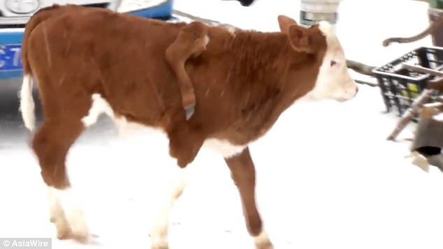 Kì lạ bò mọc chân lủng lẳng trên lưng