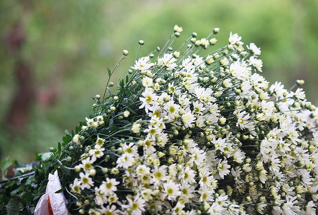 Kiếm bộn tiền nhờ cúc họa mi