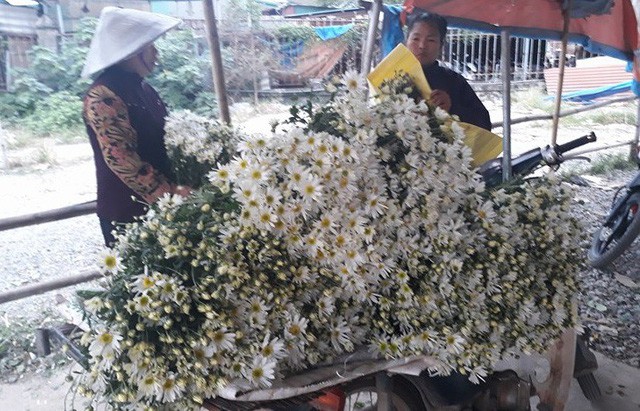 Kiếm bộn tiền nhờ cúc họa mi