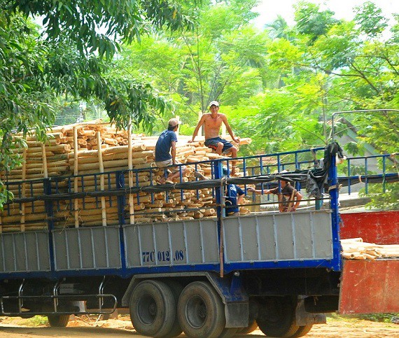 Thương lái Trung Quốc lại giở trò ngừng thu mua dăm gỗ để ép giá?