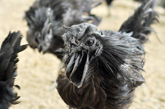 “Choáng” với những thú chơi xa xỉ “khoe” đẳng cấp của giới nhà giàu Việt