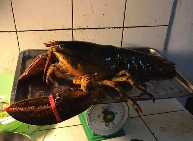 “Choáng” với những thú chơi xa xỉ “khoe” đẳng cấp của giới nhà giàu Việt