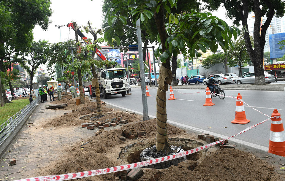 Cảnh di dời 8 cây xanh cuối cùng trên đường Kim Mã