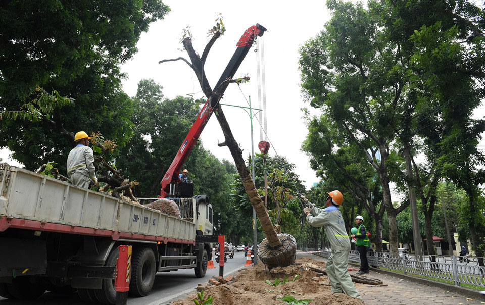 Cảnh di dời 8 cây xanh cuối cùng trên đường Kim Mã