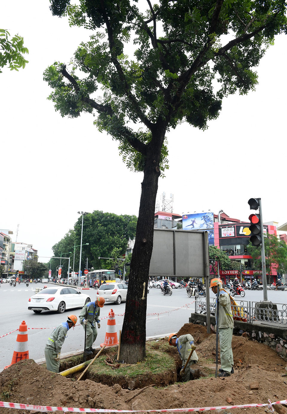 Cảnh di dời 8 cây xanh cuối cùng trên đường Kim Mã