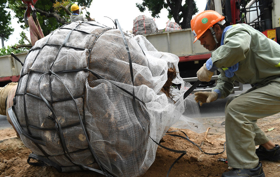 Cảnh di dời 8 cây xanh cuối cùng trên đường Kim Mã