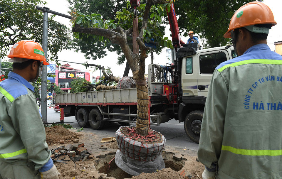 Cảnh di dời 8 cây xanh cuối cùng trên đường Kim Mã