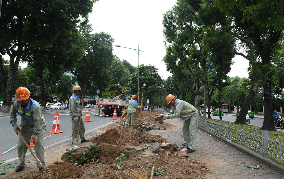 Cảnh di dời 8 cây xanh cuối cùng trên đường Kim Mã