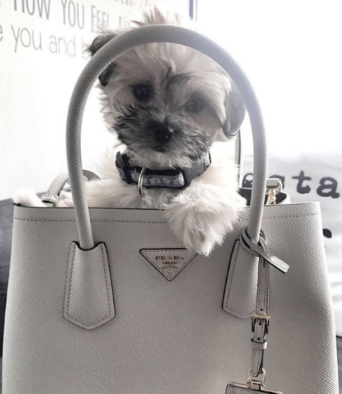 Cuộc sống xa hoa của những con chó nhà giàu