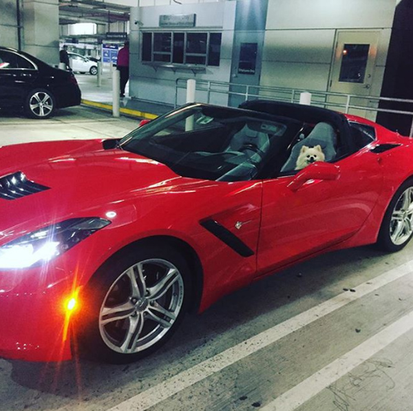 Cuộc sống xa hoa của những con chó nhà giàu