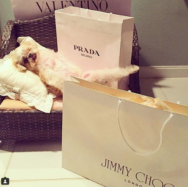 Cuộc sống xa hoa của những con chó nhà giàu