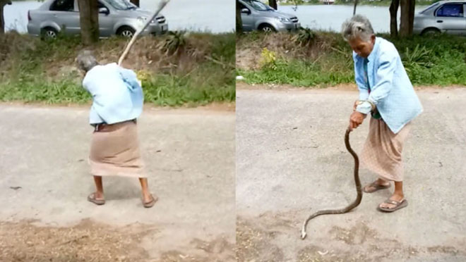 Cụ bà bá đạo, tay không quật con rắn tới tấp ở Thái Lan: Đừng có mà bắt chước tôi!