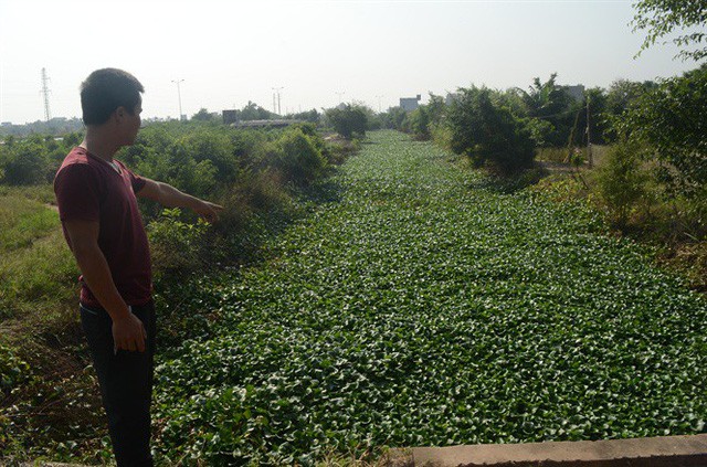 Nông dân khóc ngất trên ruộng quất, mất trắng nhiều tỷ đồng
