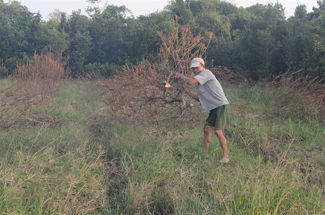 Nông dân khóc ngất trên ruộng quất, mất trắng nhiều tỷ đồng