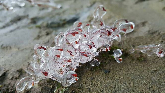 Thị trấn Sa Pa chìm trong giá lạnh, hoa đóng băng